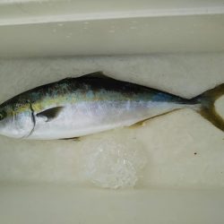 ジギング釣り果